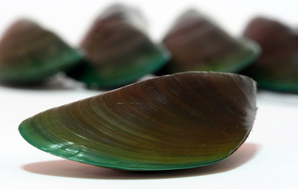 xtendlife's green-lipped mussel powder